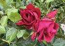 Prestige rose photo