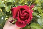 Prestige rose photo