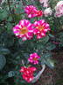 Art Nouveau rose photo