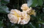 Lizzy rose photo