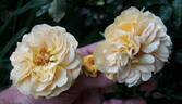 Lizzy rose photo