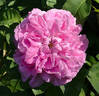Baronne Prévost rose photo