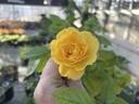 Reminiscent Yellow rose photo
