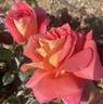 GRAterr rose photo