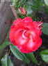 John Innes rose photo