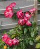 John Innes rose photo