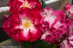 John Innes rose photo