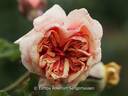 Kaiser Wilhelm rose photo