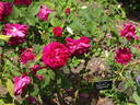 Triomphe de l'Exposition rose photo