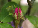 Madame de la Rôche-Lambert rose photo