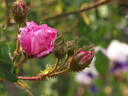 Louis Gimard rose photo