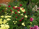 Alfred Colomb rose photo