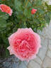 Amour de Molène rose photo
