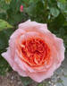 Amour de Molène rose photo