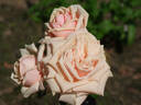 Nardy rose photo
