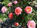 Christopher Marlowe rose photo