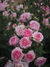 Madrigal rose photo