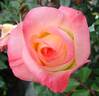 Diana, Princess of Wales ™ rose photo