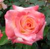 Diana, Princess of Wales ™ rose photo