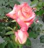 Diana, Princess of Wales ™ rose photo
