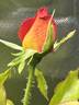 Gallivarda rose photo