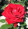 Ingrid Bergman rose photo
