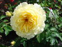 Tahitian Moon rose photo