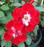 Space Odyssey™ rose photo