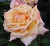 Tahitian Sunset ™ rose photo