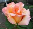 Tahitian Sunset ™ rose photo