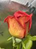 Gallivarda rose photo
