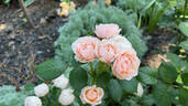Dylan Rose rose photo