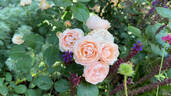 Dylan Rose rose photo