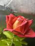 Gallivarda rose photo