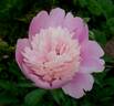Souvenir de G. Calot peony photo