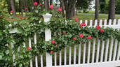Rosanna ® rose photo