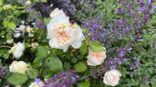 Bolero 2004 rose photo