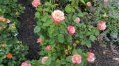 Anne Marie rose photo
