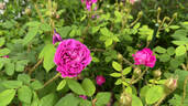 William Lobb rose photo