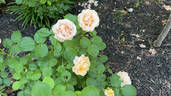 Devotion rose photo