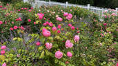 Bow Bells ™ rose photo