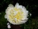 Louis Barthelot peony photo