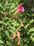 <i>Rosa webbiana</i> Wallich ex Royle rose photo