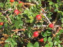 <i>Rosa pulverulenta</i> M. Bieb. rose photo
