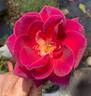Brindabella Purple Prince rose photo