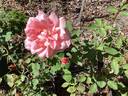Blessings rose photo