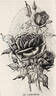 Dr. Cazeneuve rose photo