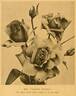 Mrs. Charles Russell rose photo