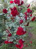 Navy Lady rose photo