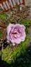 Sterling Silver rose photo